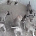 SiVAS KANGAL KOIPEK YAVRULARI SABAH EGZERSiZiNDE - KANGAL DOG PUPPiES EXERCiSE MORNiNG