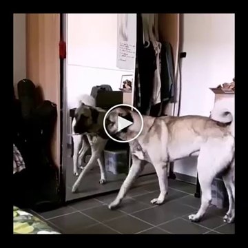 EVDE TEK BASINA SiVAS KANGAL KOPEGi - SiVAS KANGAL DOG in the HOUSE