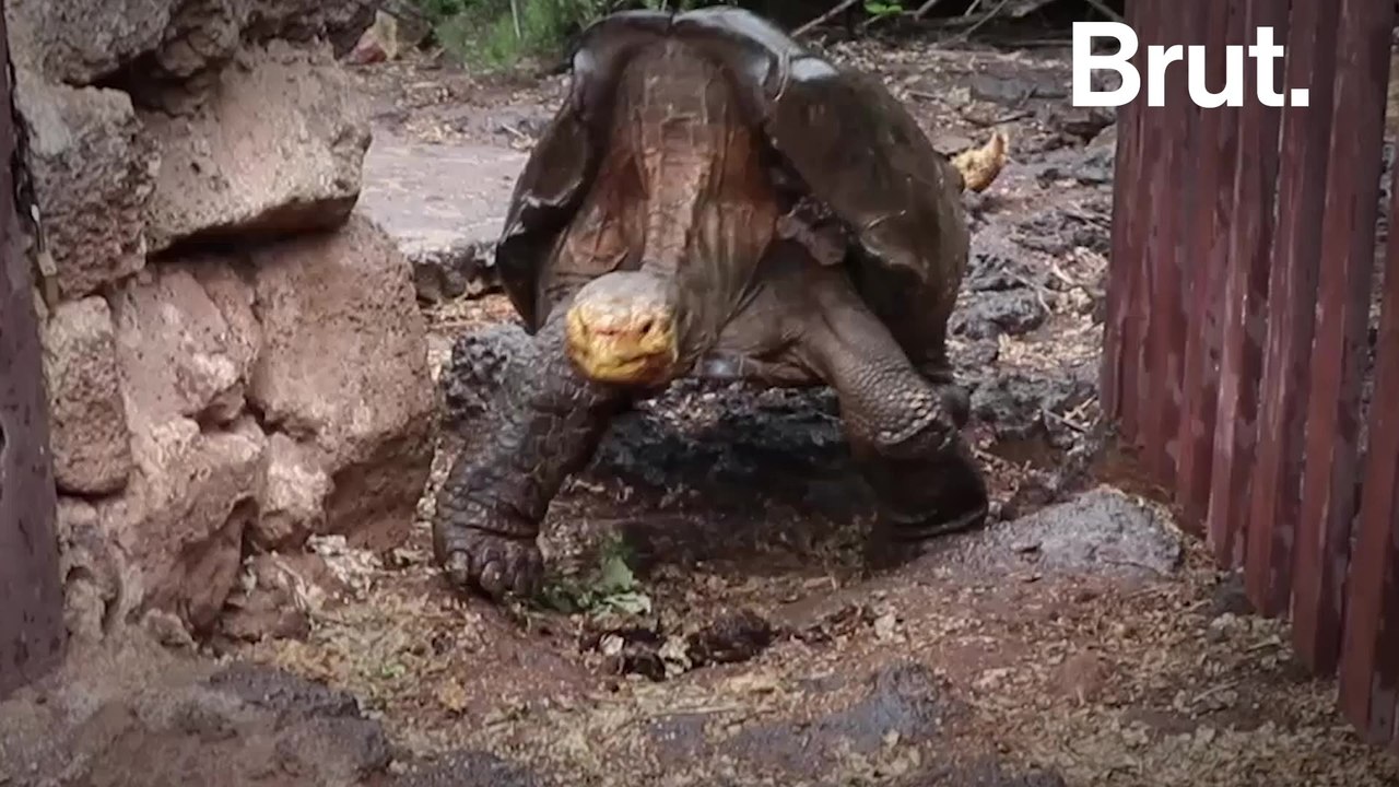 Diego, the giant tortoise finally retires