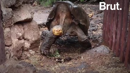 Diego, the giant tortoise finally retires