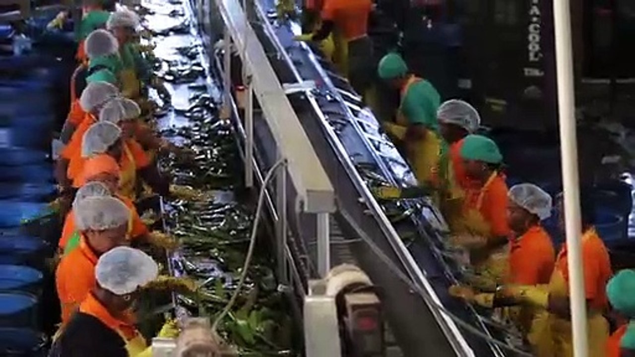 Aloe Vera Plantation Produits Forever