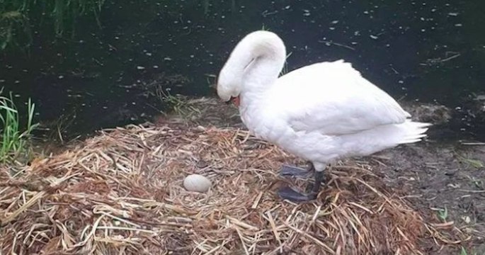 Un cygne est mort le coeur brisé après que ses oeufs aient été brisés par des adolescents