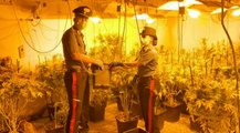 Monserrato (CA) - Maxi serra di marijuana in casa: 5 arresti (22.06.20)
