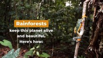 World Rainforest Day 2020 _ Biodiversity _ SavePlanet _ Coronavirus _ Seed Companies _ Jam Jam Group