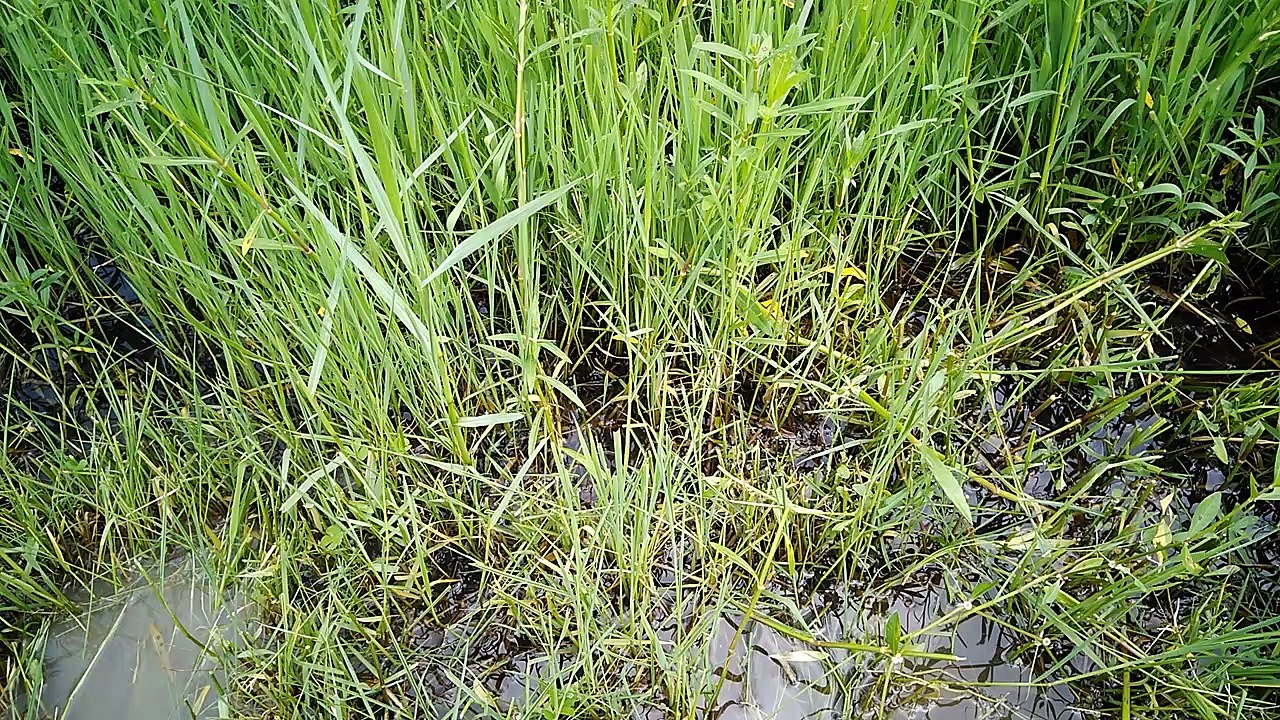 ছাগলের প্রাকৃতিক ঘাস কাটা ও খাওয়ানো