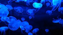 Jellyfish-the beautiful sea creatures 2020 new video