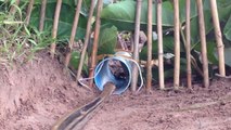 Snake Trap - Using Bamboo Branches -  PVC Pipe That Work 100%