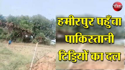 हमीरपुर पहुँचा पाकिस्तानी टिड्डियों का दल