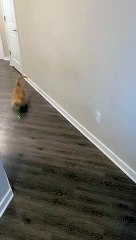 Ce chat ne chasse pas le pointeur laser n'importe où