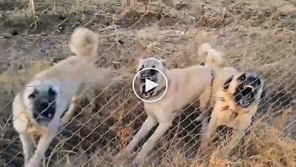 Descargar video: ADAMCI SiVAS KANGAL KOPEKLERi - ANGRY ANATOLiAN SHEPHERD KANGAL DOGS