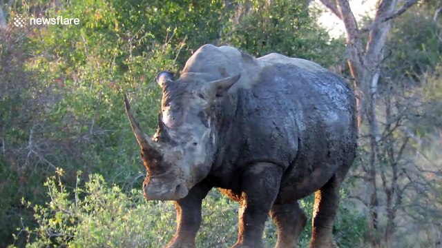 Two African rhinos lock horns during battle for territory