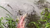 Ferocious baby alligators do 'death rolls' on dead fish in Louisiana pond