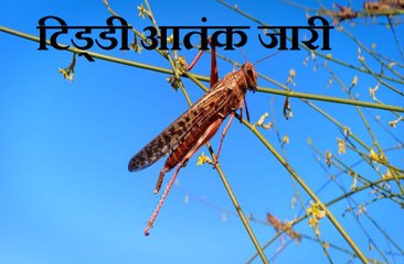 Locust Attack || किसानों ने बजाए बर्तन और पीपे