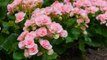 Begonias Burst With Bright Color in the Cool Shade