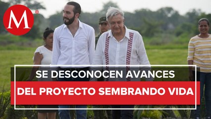 Sembrando Vida en El Salvador y Honduras, sin reporte de avances