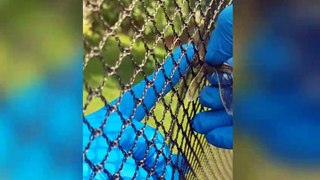 Un homme libère une libellule prise dans un filet !