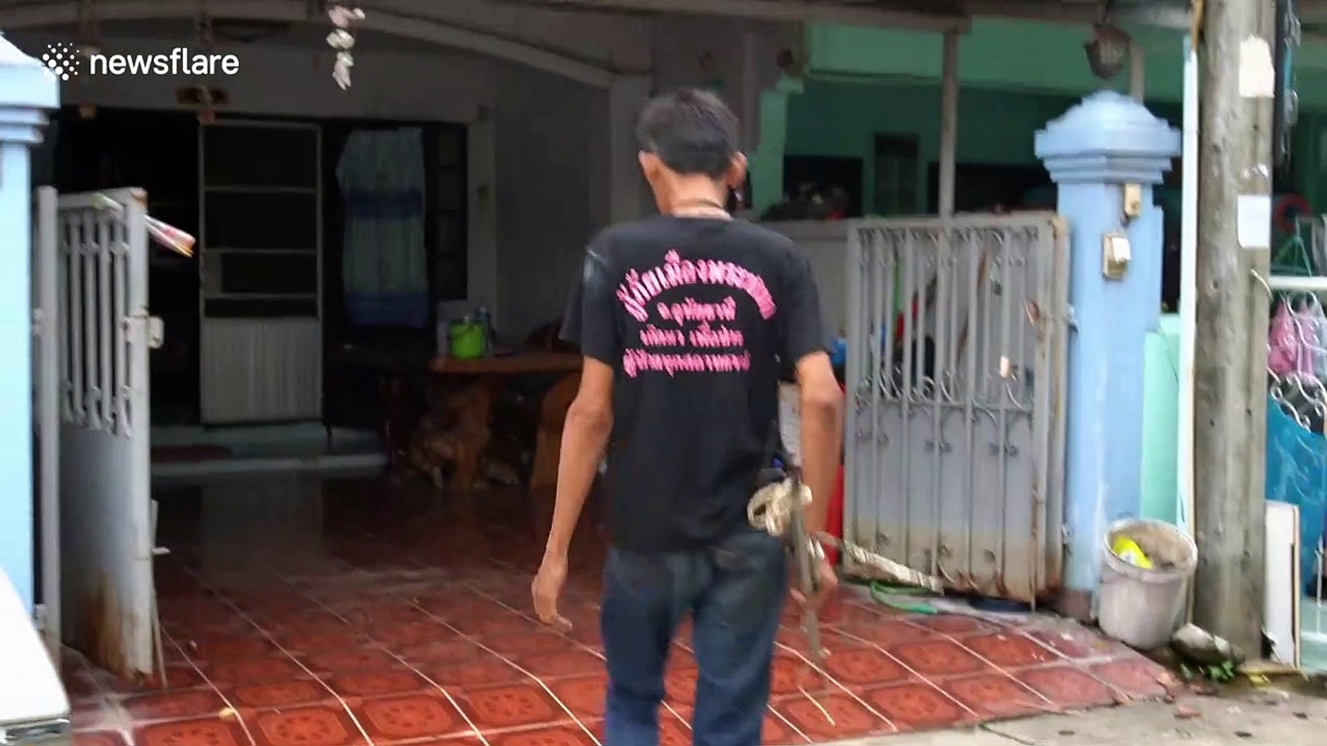 ⁣Snake handlers in Thailand smash open ceiling to catch two reptiles living inside