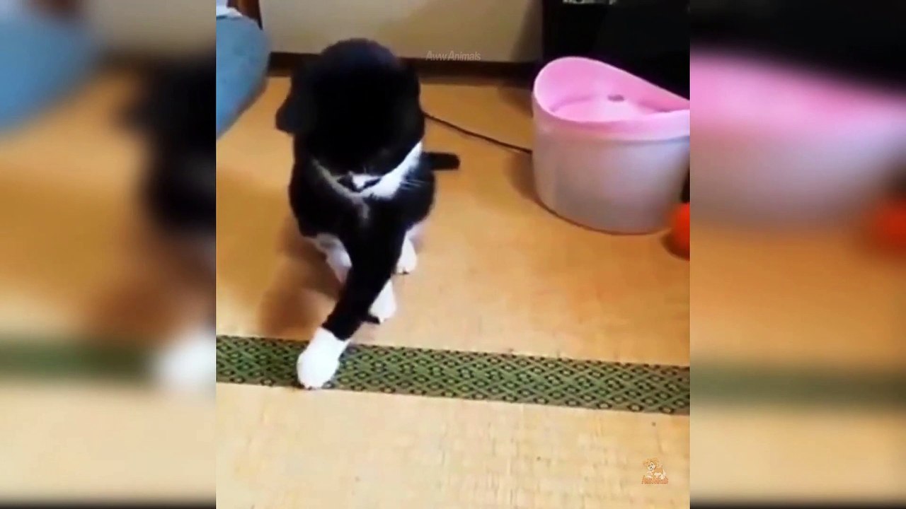 Funny cat