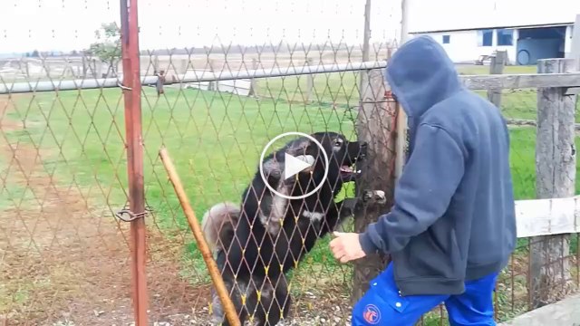 ADAMCI KAFKAS COBAN KOPEGi - ANGRY CAUCASiAN SHEPHERD DOG