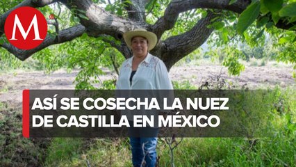 Nuez de castilla, un ingrediente con historia para el chile en nogada