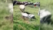 Koyun sürüsüne saldıran tilkiyi çoban köpekleri telef etti