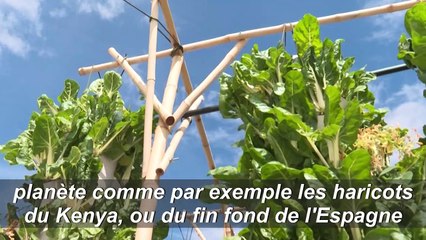 Dans le ciel de Paris, la future plus grande ferme urbaine sur toit d'Europe?