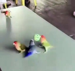 Ces oiseaux jouent au basket