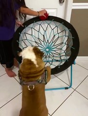 Louie the Bulldog Gets Stuck in Bungee Chair