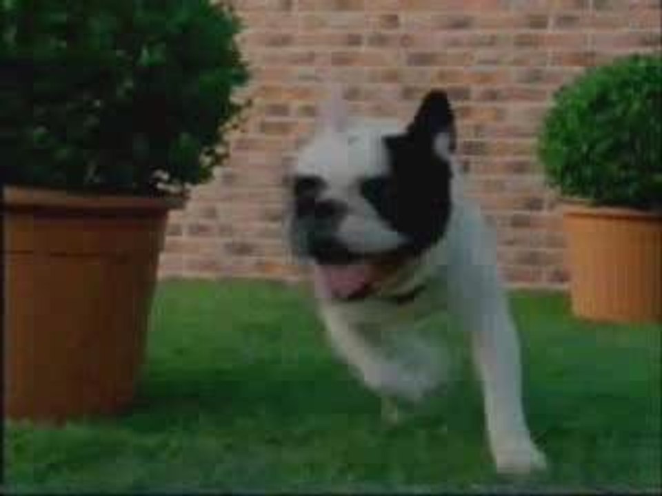 Course entre chien et chat