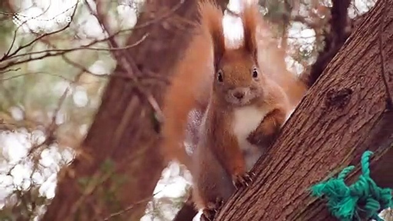 Fluffy squirrel in Poland has straight ears and scratches on a tree branch
