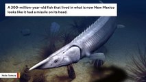 300-Million-Year-Old Fish Looks Like It's Sporting A Missile