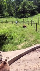 Bears Run After Man in Enclosure