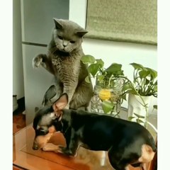 VIDA ANIMAL(ANIMAL LIFE)-15