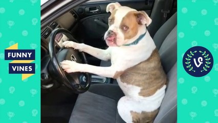 TRY NOT TO LAUGH - Cute PETS & Funny ANIMALS! _ Funny Videos 2018