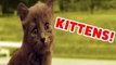 The Cutest Kittens Compilation EVER!!! _ Funny Pet Videos