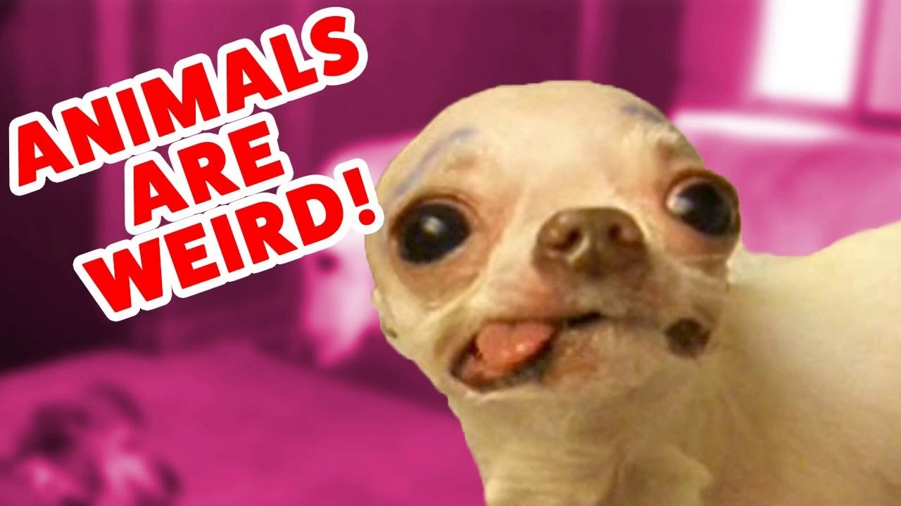 Top Weird Pets & Animals Compilation of 2016 _ Funny Pet Videos