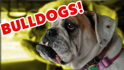 The Funniest Bulldog Videos of 2016 Weekly Compilation _ Funny Pet Videos