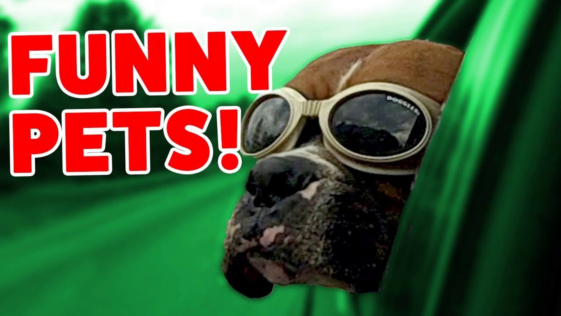 ⁣Funniest Pet Moments of 2016 Caught On Tape Weekly Compilation _ Funny Pet Videos