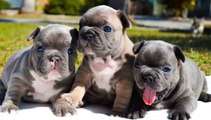 Cute Is Not Enough French Bulldog - Funny and Cute French Bulldog Puppies