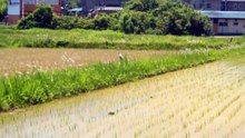 Rice Field Birdies in Japan