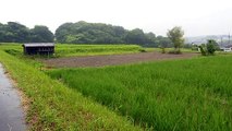 Rainy Season in the Rice Fields of Japan