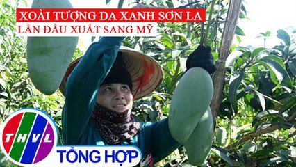 Lô xoài đầu tiên của Sơn La chính thức xuất sang thị trường Hoa Kỳ