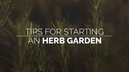 Tips for Starting an Herb Garden