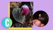 PSA: A New Orchid Species Was Found In Palawan, And It's *Tiny*