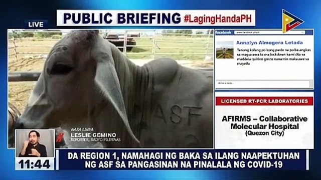 DA Region 1, namahagi ng baka sa ilang naapektuhan ng ASF sa Pangasinan na pinalala ng CoVID-19