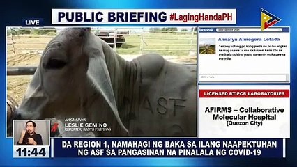 DA Region 1, namahagi ng baka sa ilang naapektuhan ng ASF sa Pangasinan na pinalala ng CoVID-19