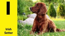 ABC Dog Breeds for Children - Learn Alphabet with Dogs for Toddlers & Kids