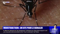L'Anses lance un site pour signaler la présence du moustique-tigre