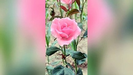 beautiful Flowers in my garden