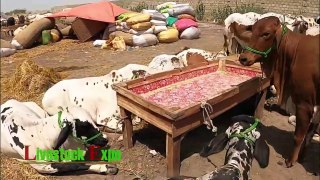 Cattle Prices Sohrab Goth Maweshi Mandi Update 22 June 2020